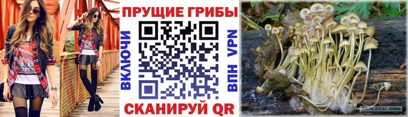 продажа наркотиков Бикин Псилоцибиновые грибы MAGIC MUSHROOMS